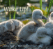 Wake Up!