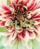 Alice: the Programming Language: the Programming Language