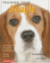 Training Your Beagle (Training Your Dog Series)