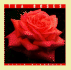 Tea Roses