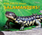 Fun Facts About Salamanders!
