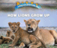 How Lions Grow Up (Animals Growing Up)