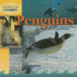 Penguins (Dominie World of Ocean Life)