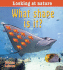 What Shape is It? (Looking at Nature)