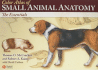Color Atlas of Small Animal Anatomy: the Essentials