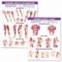 Trigger Point Chart Set: Torso and Extremities