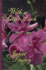 With a Little Luck (G K Hall Large Print Book Series)