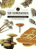 Identifying Mushrooms: the New Compact Study Guide and Identifier