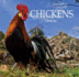 Chickens