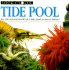 Tide Pool (Look Closer)