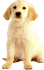 Jumbo Animal Shaped Board Book: Puppy