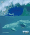 Dolphins