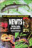 Newts: Their Care in Captivity (Basic Domestic Reptile & Amphibian Library)