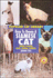 Siamese Cat (Popular Cat Library)