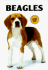 Beagles