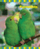 Parrotlets (the Birdkeepers Guides)