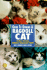 Guide to Owning a Ragdoll Cat