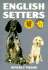 English Setters (Kw Series)
