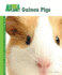 Guinea Pigs (Animal Planet Pet Care Library)
