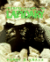 Introduction to Lapidary