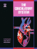 The Circulatory System (Human Body Systems)