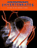 Invertebrates (Taxonomy)