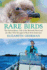 Rare Birds: the Extraordinary Tale of the Bermuda Petrel and the Man Who Brought It Back From Extinction
