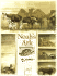 Noah's Ark
