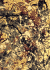 Jackson Pollock