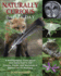 Naturally Curious Day By Day: a Photographic Field Guide and Daily Visit to the Forests, Fields, and Wetlands of Eastern North America