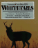 Leonard Lee Rue III's Whitetails: Answers to All Your Questions on Life Cycle, Feeding Patterns, Antlers, Scrapes and Rubs, Behavior During the Rut,