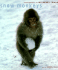 Snow Monkeys