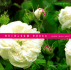 Heirloom Roses