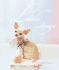 Little Dogs