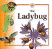 The Ladybug (Life Cycles)