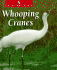 Whooping Cranes (the Untamed World)