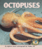 Octopuses (Early Bird Nature Books)
