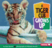 A Tiger Cub Grows Up (Baby Animals)