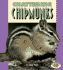 Chattering Chipmunks (Pull Ahead Books)