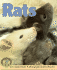 Rats (Early Bird Nature)