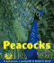 Peacocks (Early Bird Nature Books)