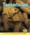 Tarantulas (Early Bird Nature Books)