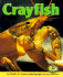 Crayfish (Early Bird Nature Books)