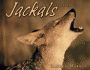 Jackals (Animal Scavengers)