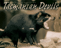 Tasmanian Devils (Animal Scavengers)