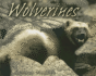 Wolverines (Animal Scavengers)