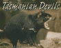 Tasmanian Devils (Animal Scavengers)