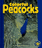 Colorful Peacocks (Pull Ahead Animals)