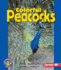 Colorful Peacocks (Pull Ahead Books? Animals)