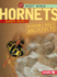 Hornets: Incredible Insect Architects (Insect World)